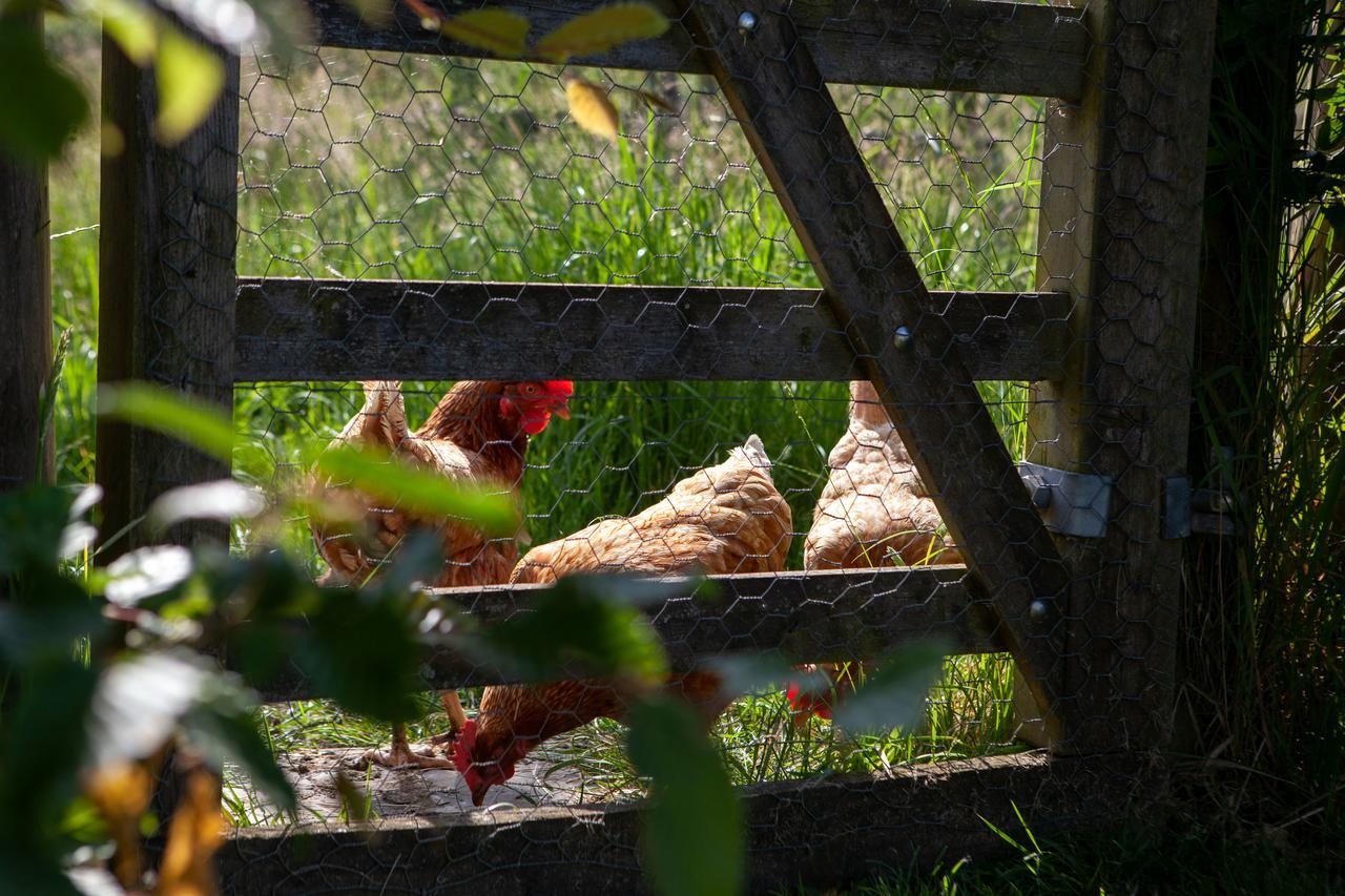 Gutchpool Farm Bed & Breakfast Gillingham  Bagian luar foto